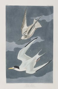 Illustration fra 
