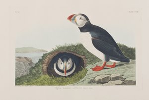 Illustration fra 