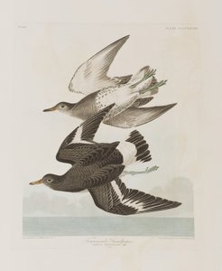 Illustration fra 