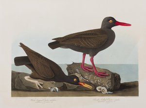 Illustration fra 