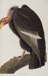 Illustration fra 