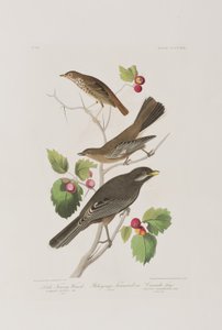 Illustration fra 