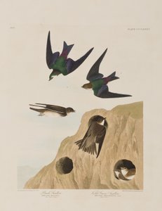 Illustration fra 