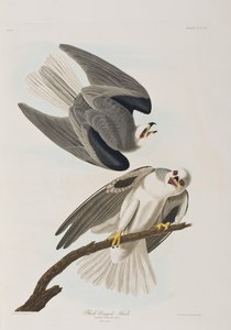 Illustration fra 