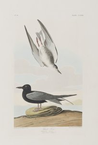 Illustration fra 