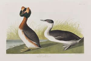 Illustration fra 