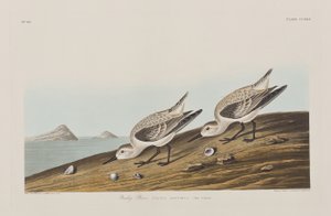 Illustration fra 