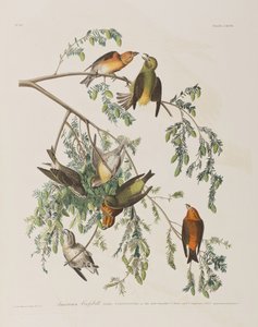 Illustration fra 
