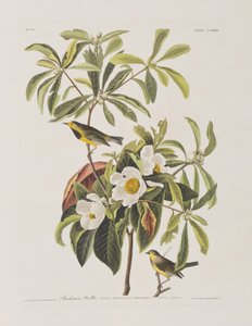 Illustration fra 