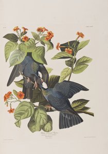 Illustration fra 