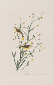 Illustration fra 