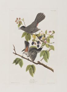 Illustration fra 