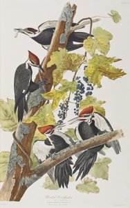 Illustration fra 