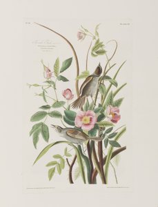 Illustration fra 