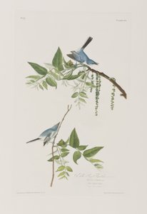 Illustration fra 