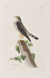 Illustration fra 