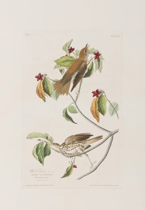 Illustration fra 