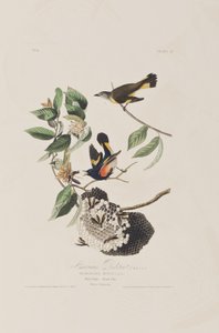 Illustration fra 