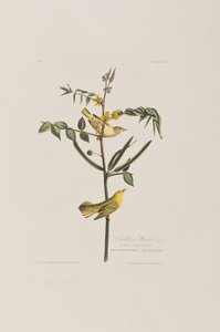 Illustration fra 