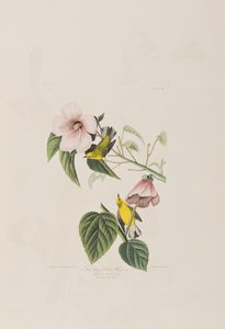 Illustration fra 
