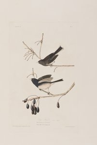 Illustration fra 