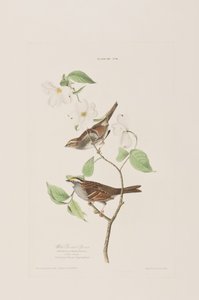Illustration fra 