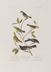 Illustration fra 
