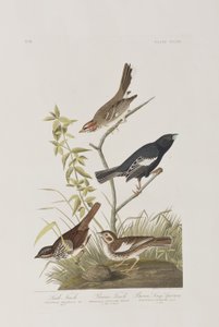 Illustration fra 