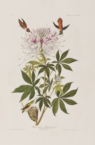 Illustration fra 