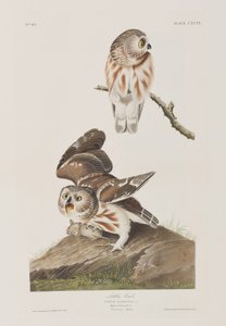 Illustration fra 