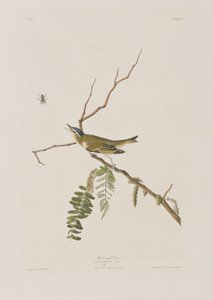 Illustration fra 