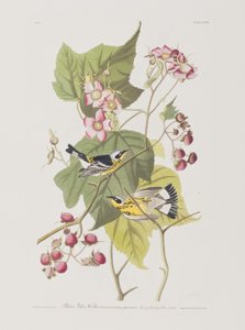 Illustration fra 