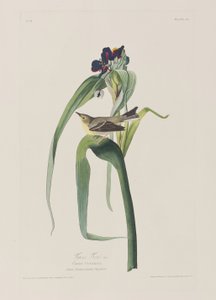 Illustration fra 