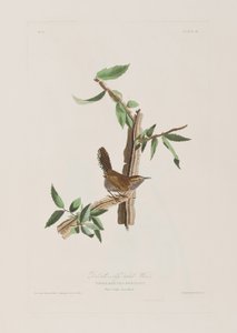 Illustration fra 