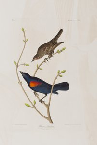 Illustration fra 