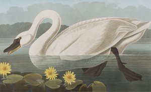 Illustration fra 