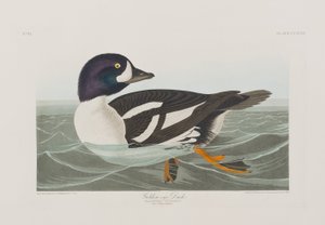 Illustration fra 