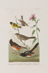 Illustration fra 