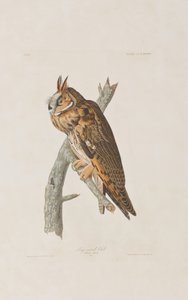Illustration fra 