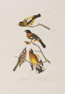 Illustration fra 