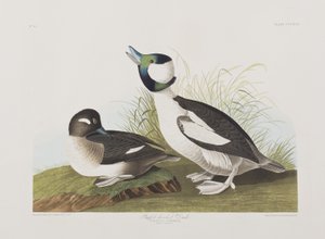 Illustration fra 