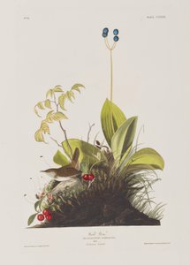 Illustration fra 