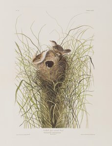 Illustration fra 