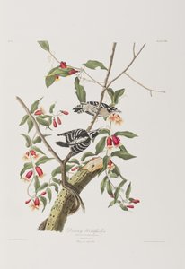 Illustration fra 