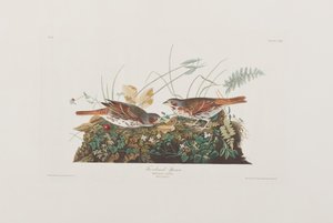 Illustration fra 