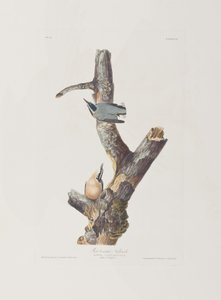 Illustration fra 