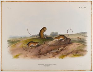 Springende mus af John James Audubon
