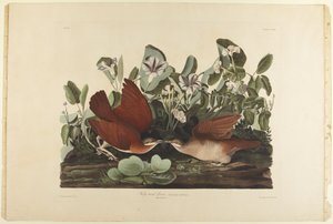  af John James Audubon