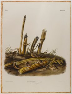 Lille høstmus af John James Audubon