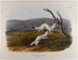 Lille kvik væsel af John James Audubon